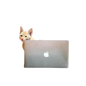 A Cute Cat Sits Behind A Laptop On A Wooden Table Outdoors. 15653 - Cat PNG image with transparent background